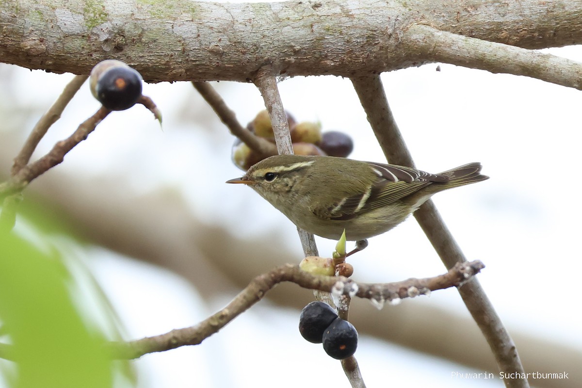 Yellow-browed Warbler - ML645983005