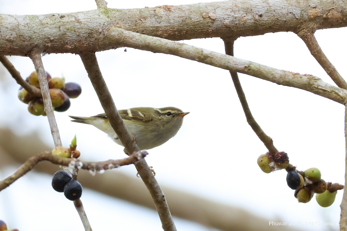 Yellow-browed Warbler - ML645983006