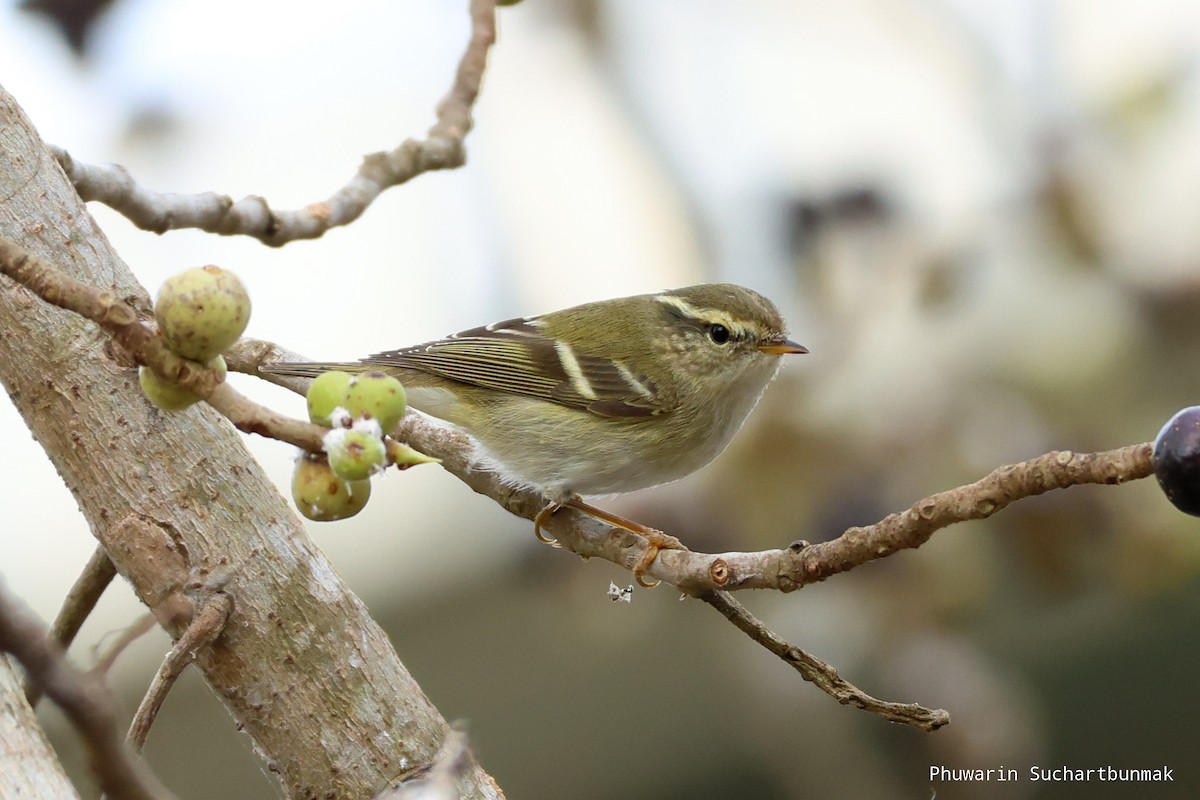 Yellow-browed Warbler - ML645983007