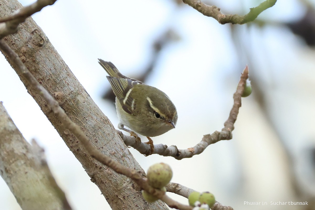 Yellow-browed Warbler - ML645983008