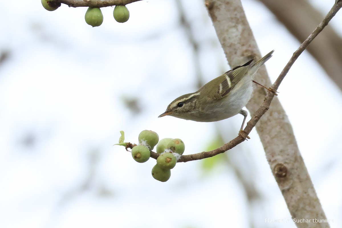 Yellow-browed Warbler - ML645983009
