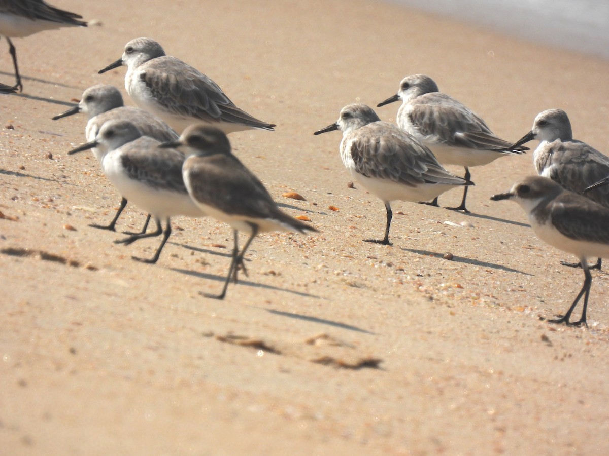 Sanderling - ML645983015