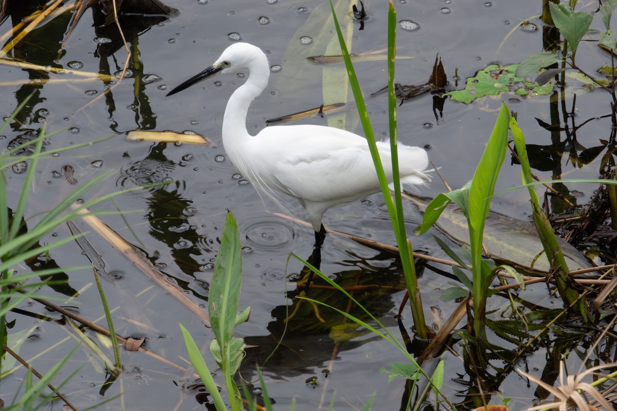 volavka stříbřitá - ML645983021