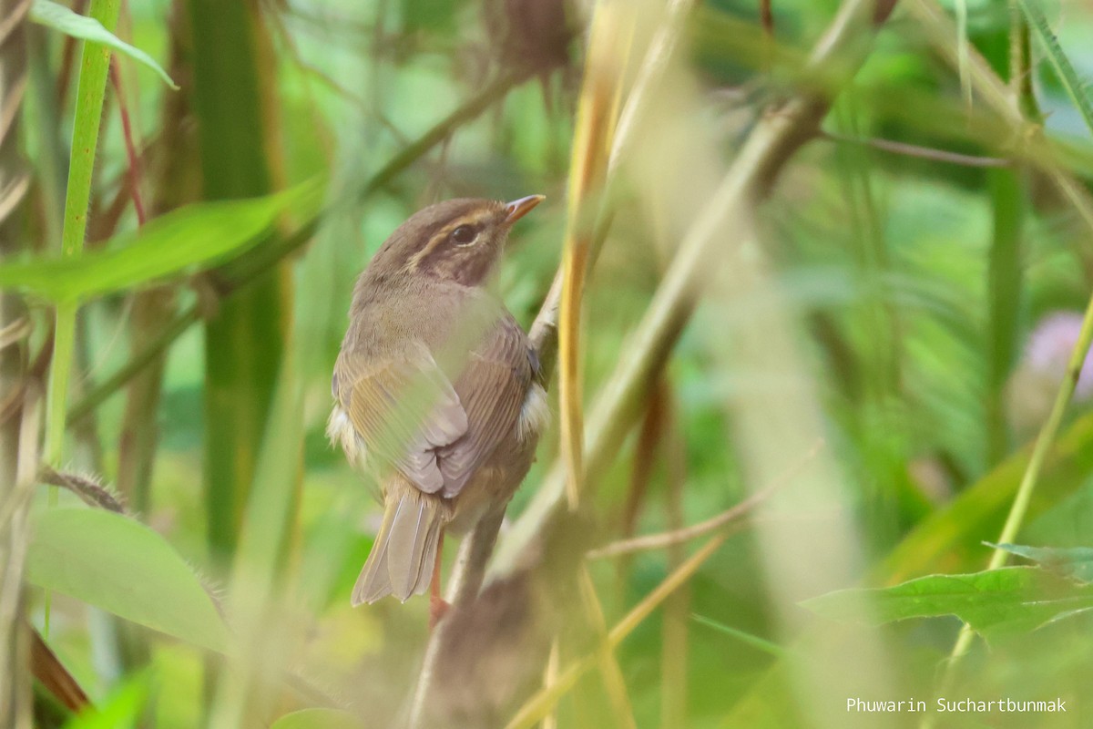 Radde's Warbler - ML645983023