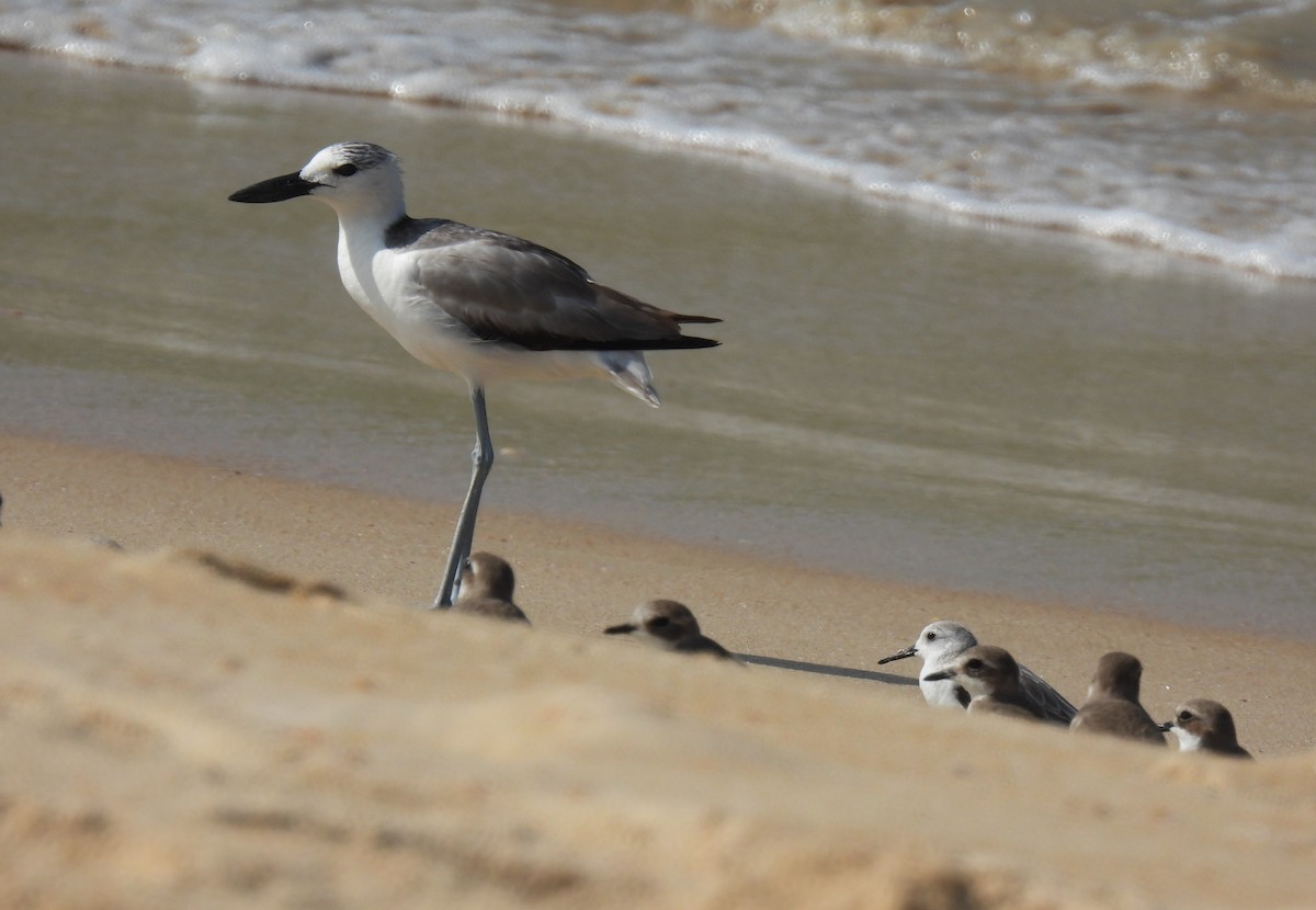 Crab-Plover - ML645983026