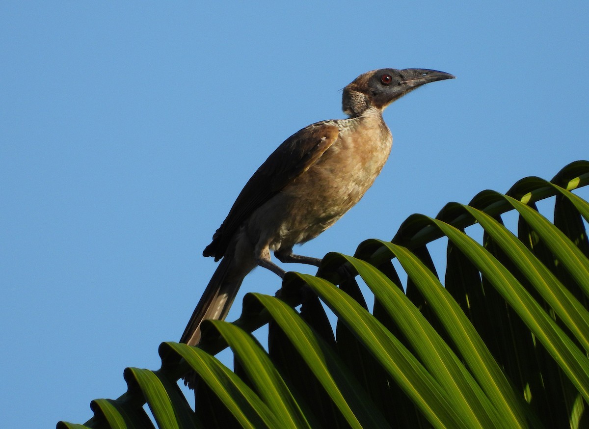 Helmlederkopf - ML645983027