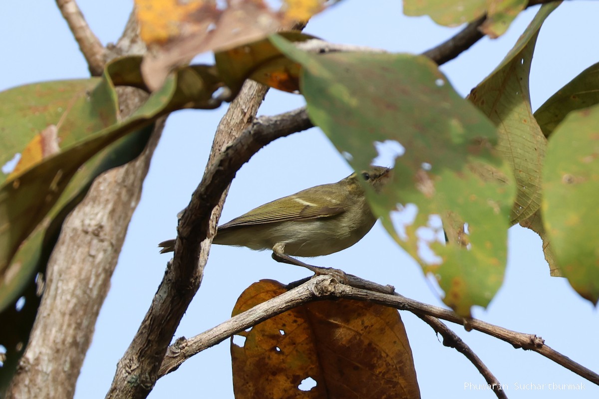Two-barred Warbler - ML645983028