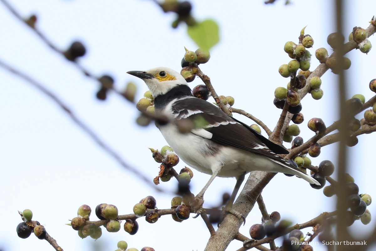 Black-collared Starling - ML645983036