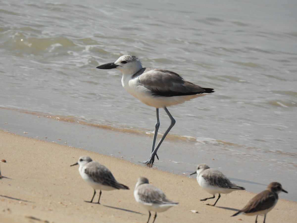 Crab-Plover - ML645983038