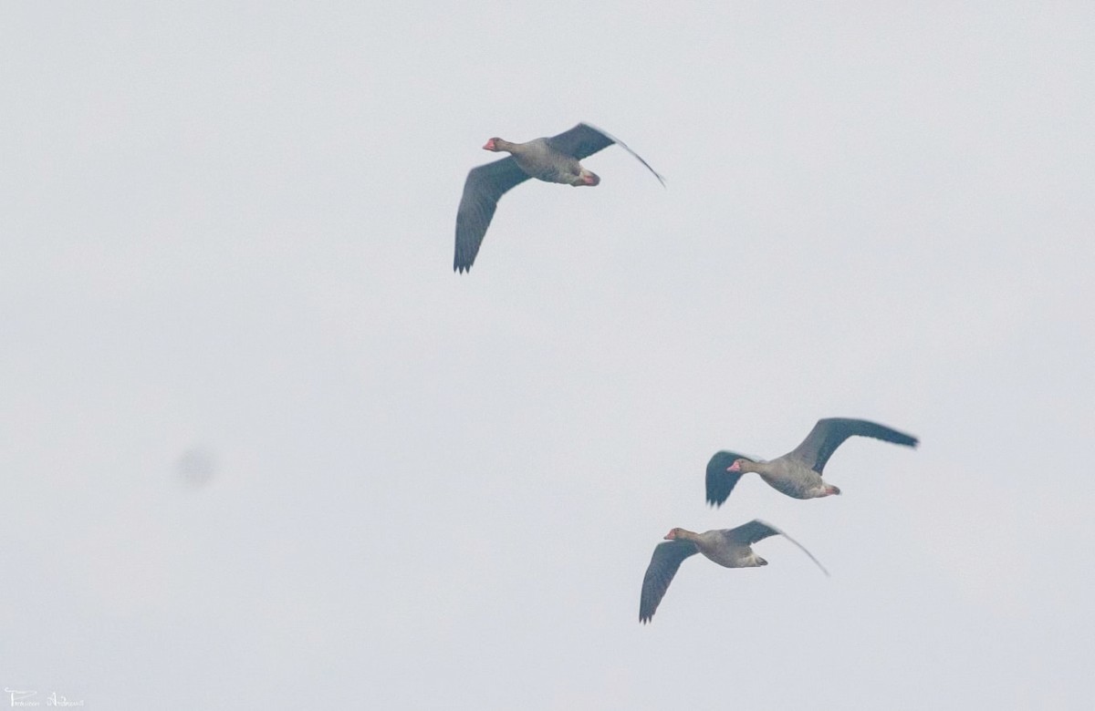 Graylag Goose - ML645983040