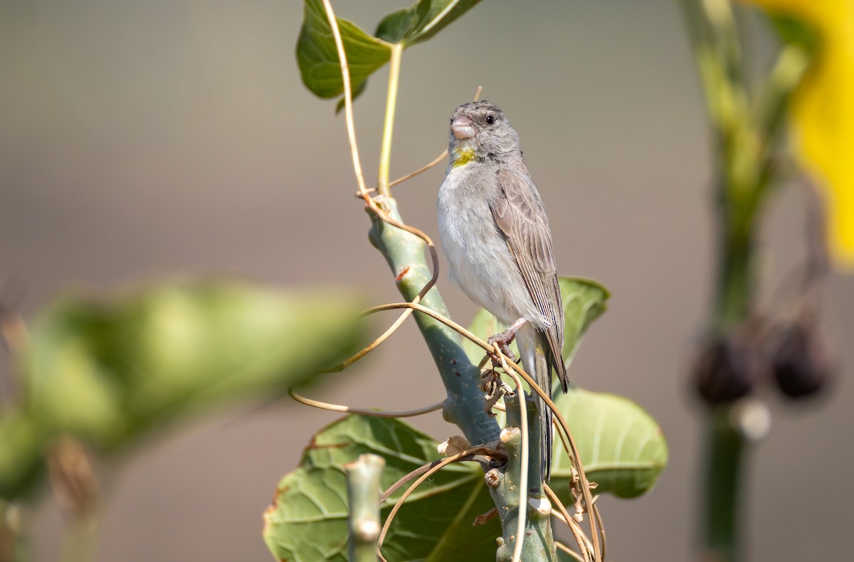 Yellow-throated Serin - ML645983042