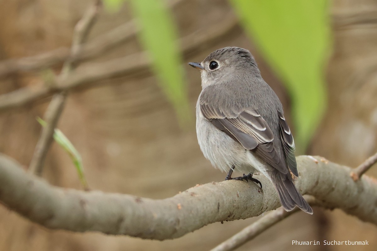 Asian Brown Flycatcher - ML645983044
