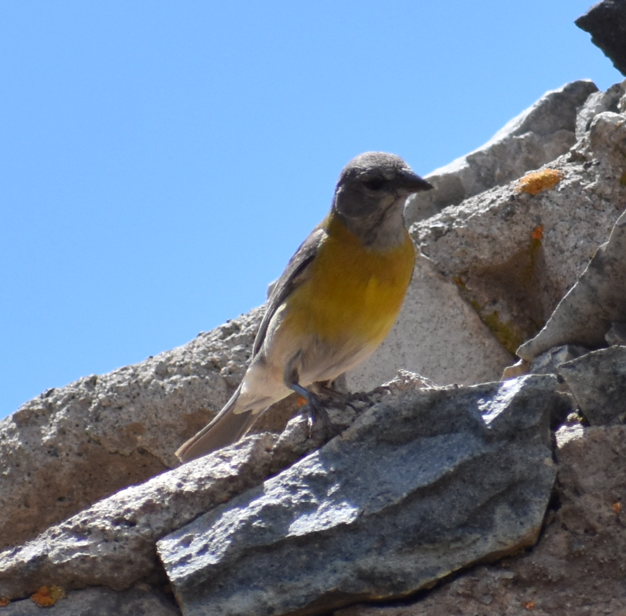 Gray-hooded Sierra Finch - ML645983047
