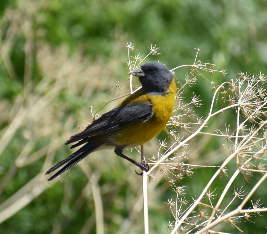 Gray-hooded Sierra Finch - ML645983048