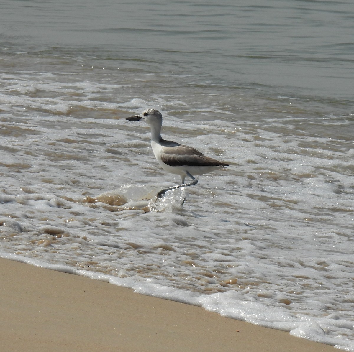 Crab-Plover - ML645983051