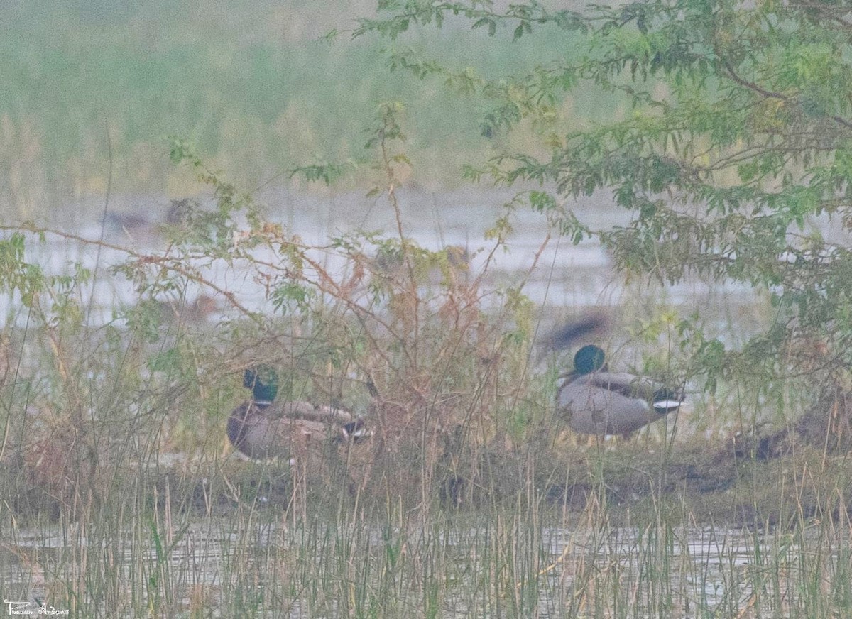 Mallard - ML645983058