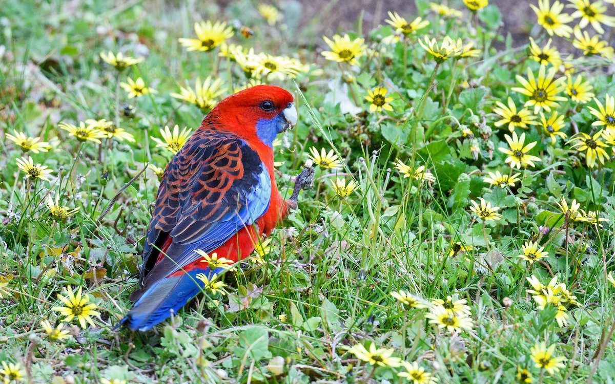 Crimson Rosella (Crimson) - ML645983060