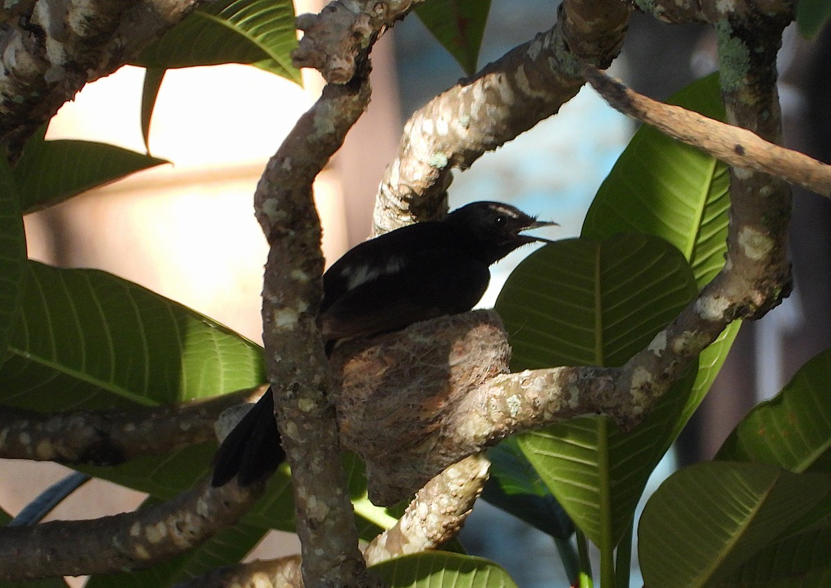 Willie-wagtail - ML645983061