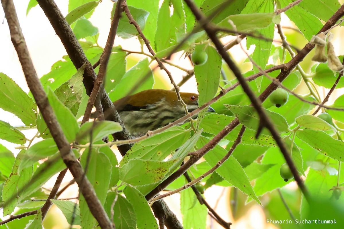 Yellow-vented Flowerpecker - ML645983062