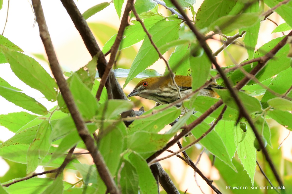 Yellow-vented Flowerpecker - ML645983063
