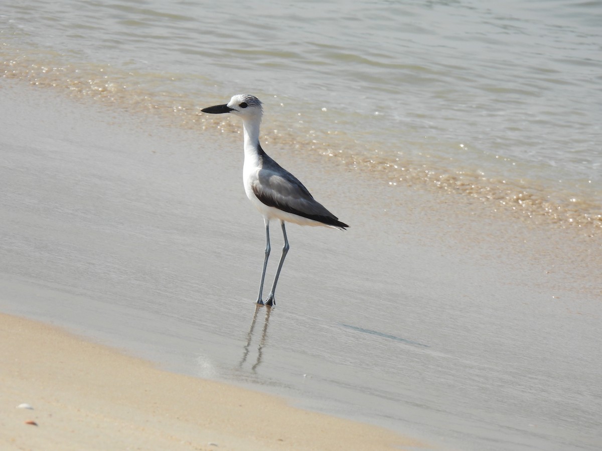 Crab-Plover - ML645983065