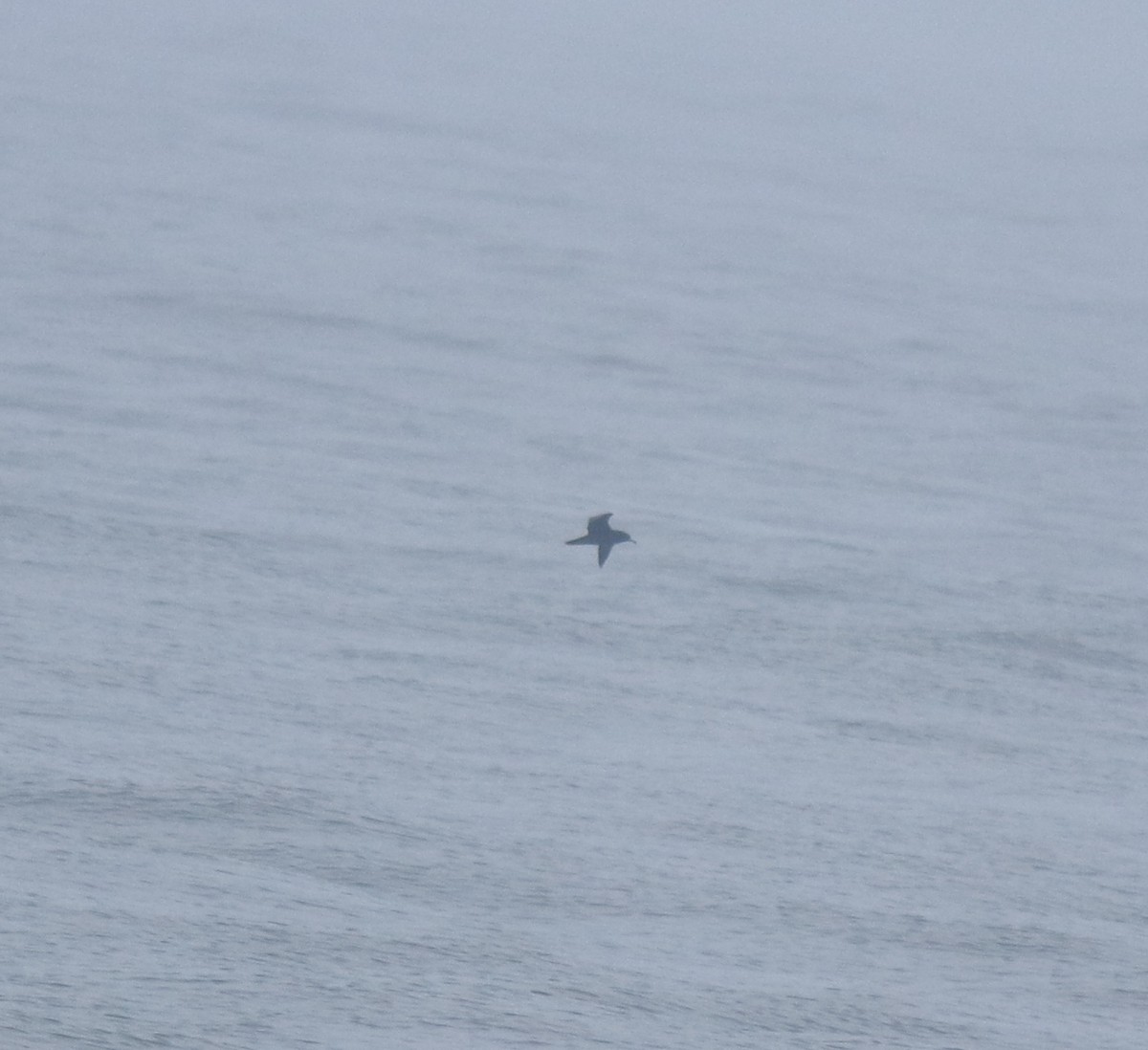 large tern sp. - ML645983070