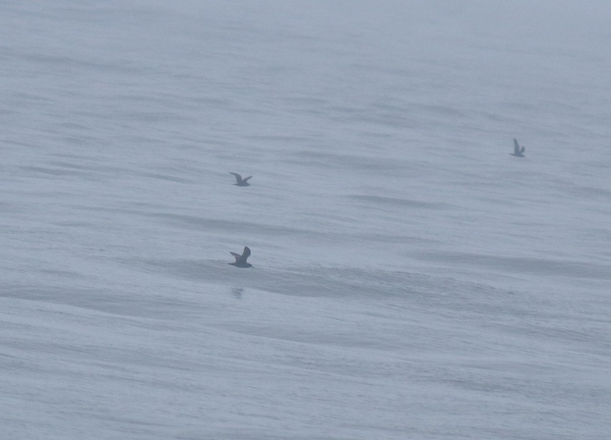 large tern sp. - ML645983071