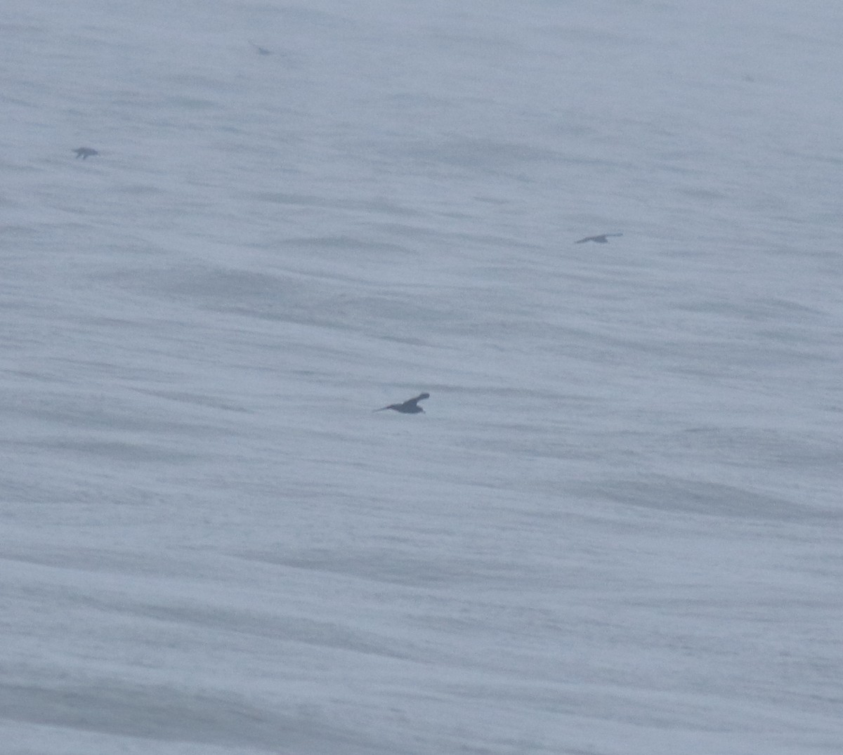 large tern sp. - ML645983072