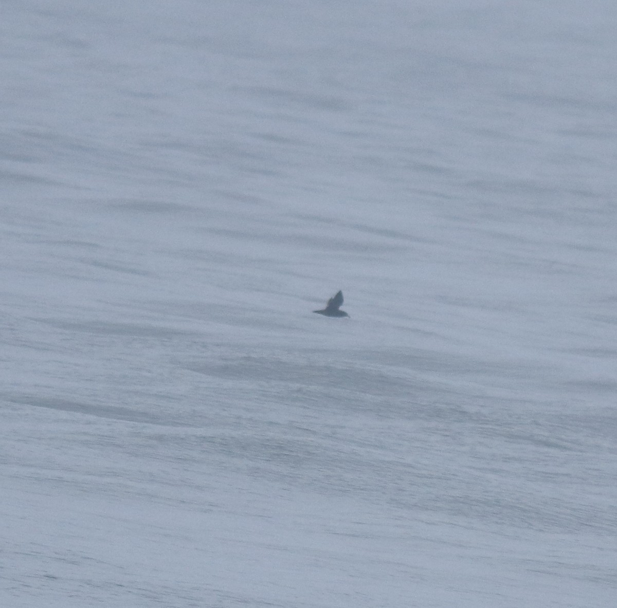 large tern sp. - ML645983073