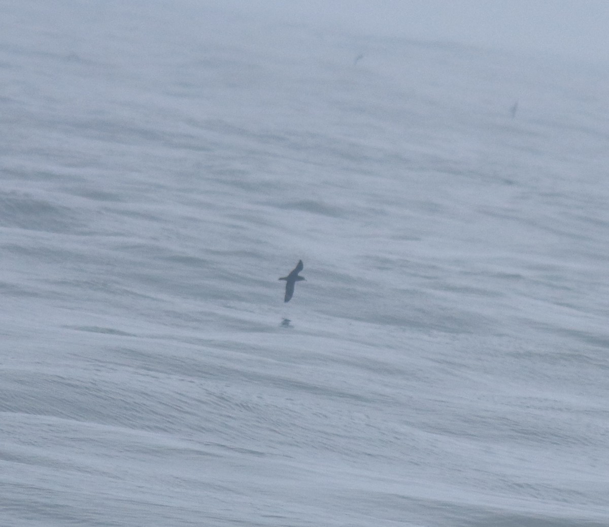 large tern sp. - ML645983074