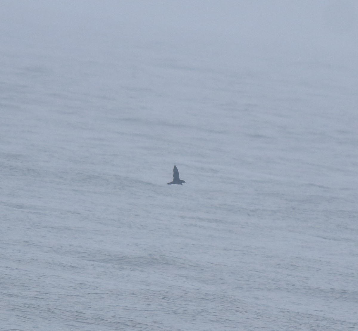 large tern sp. - ML645983075