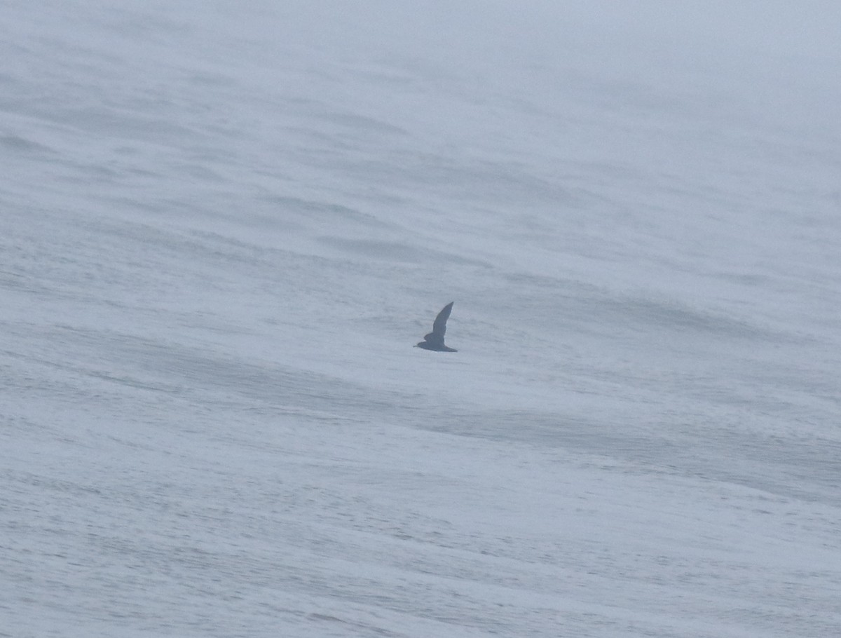 large tern sp. - ML645983076