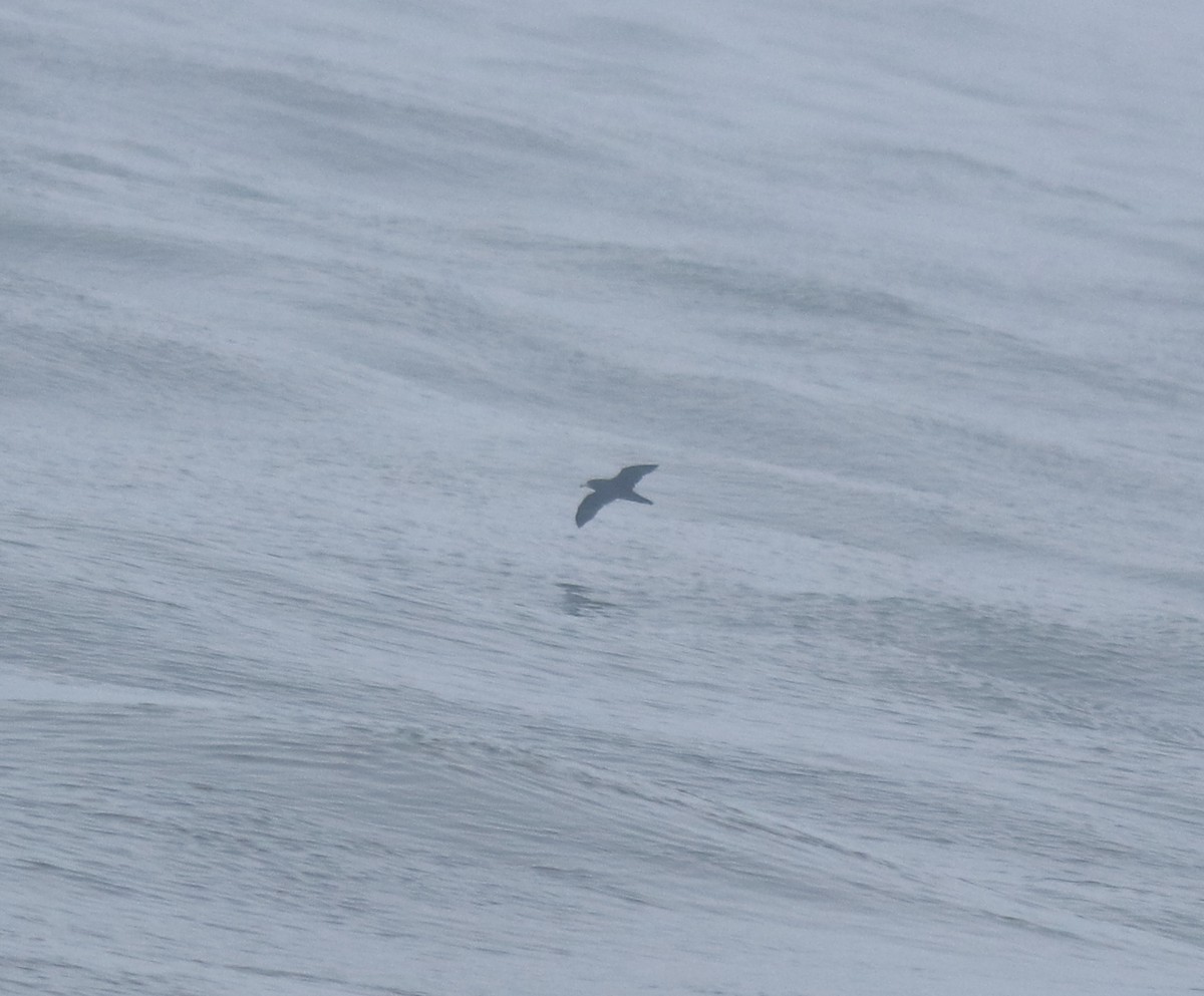 large tern sp. - ML645983078