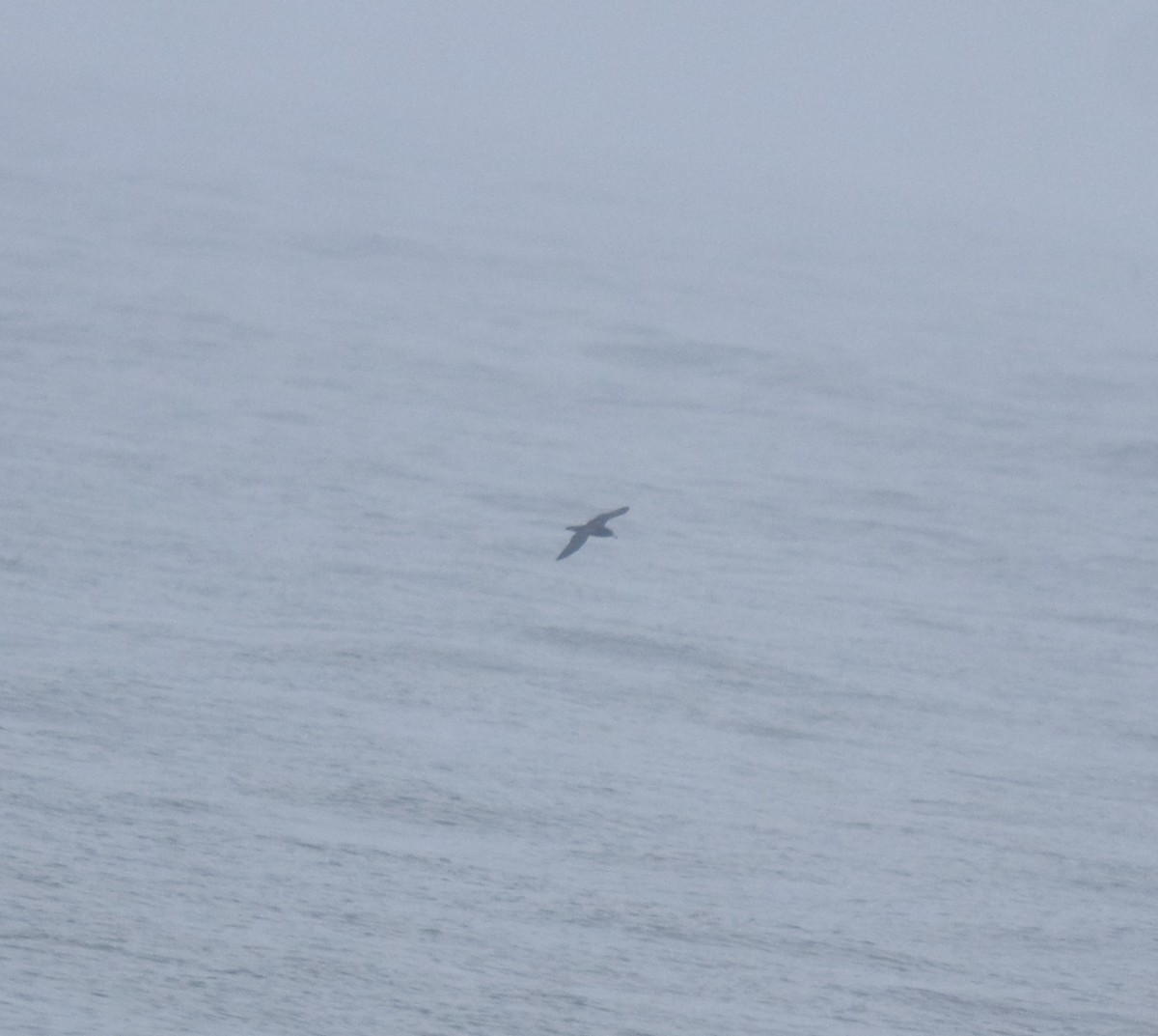 large tern sp. - ML645983080