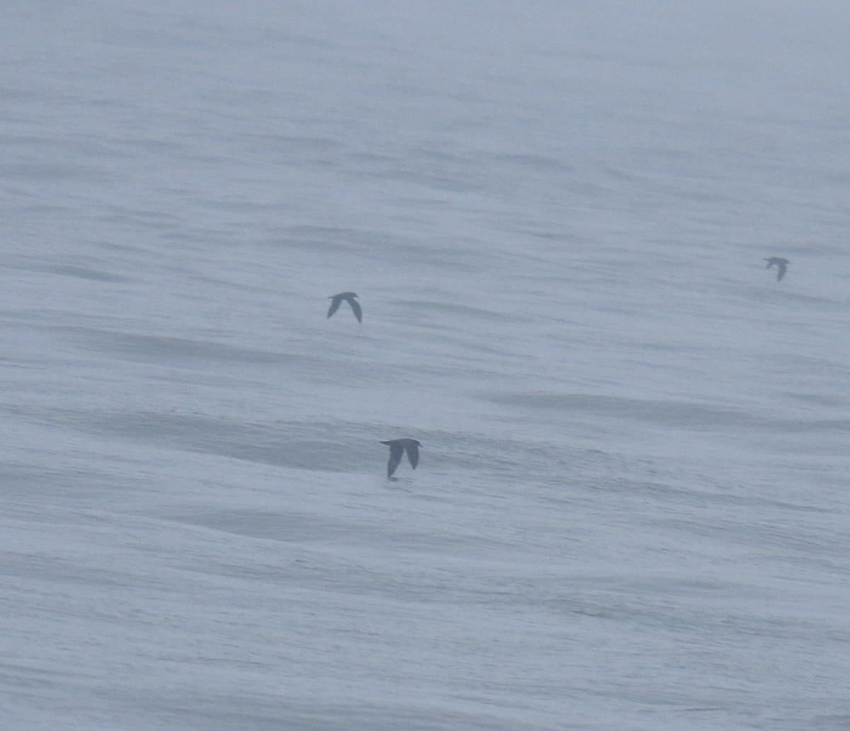 large tern sp. - ML645983081