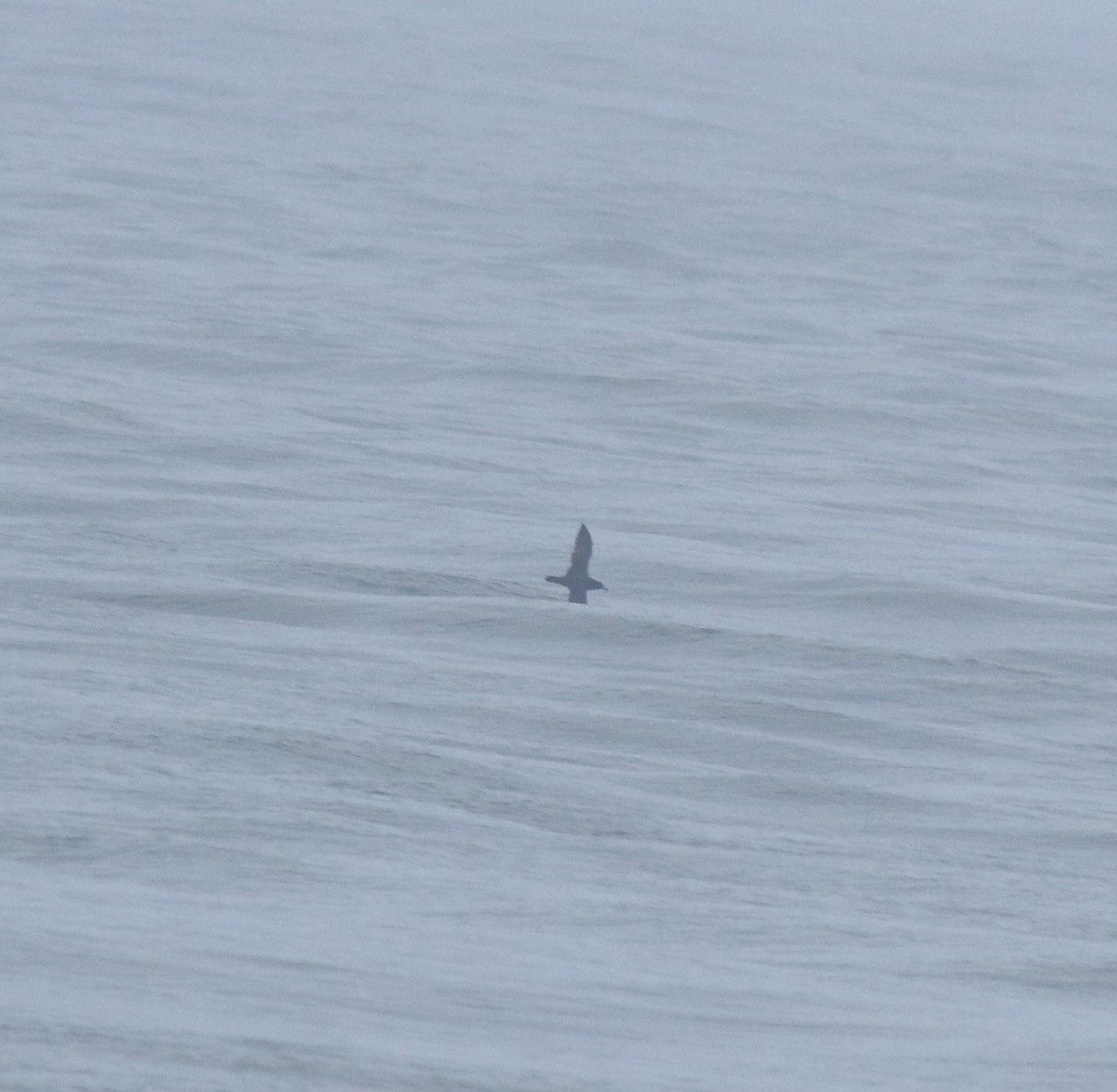 large tern sp. - ML645983082