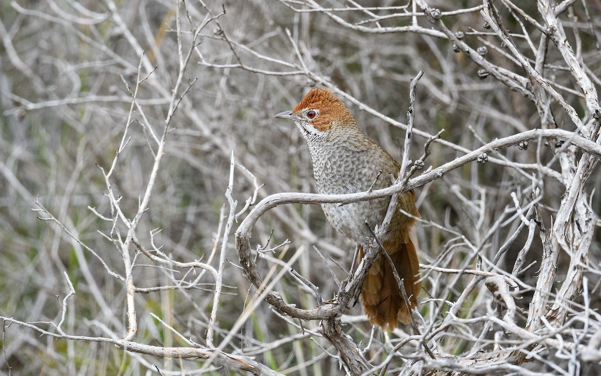 Rufous Bristlebird - ML645983084