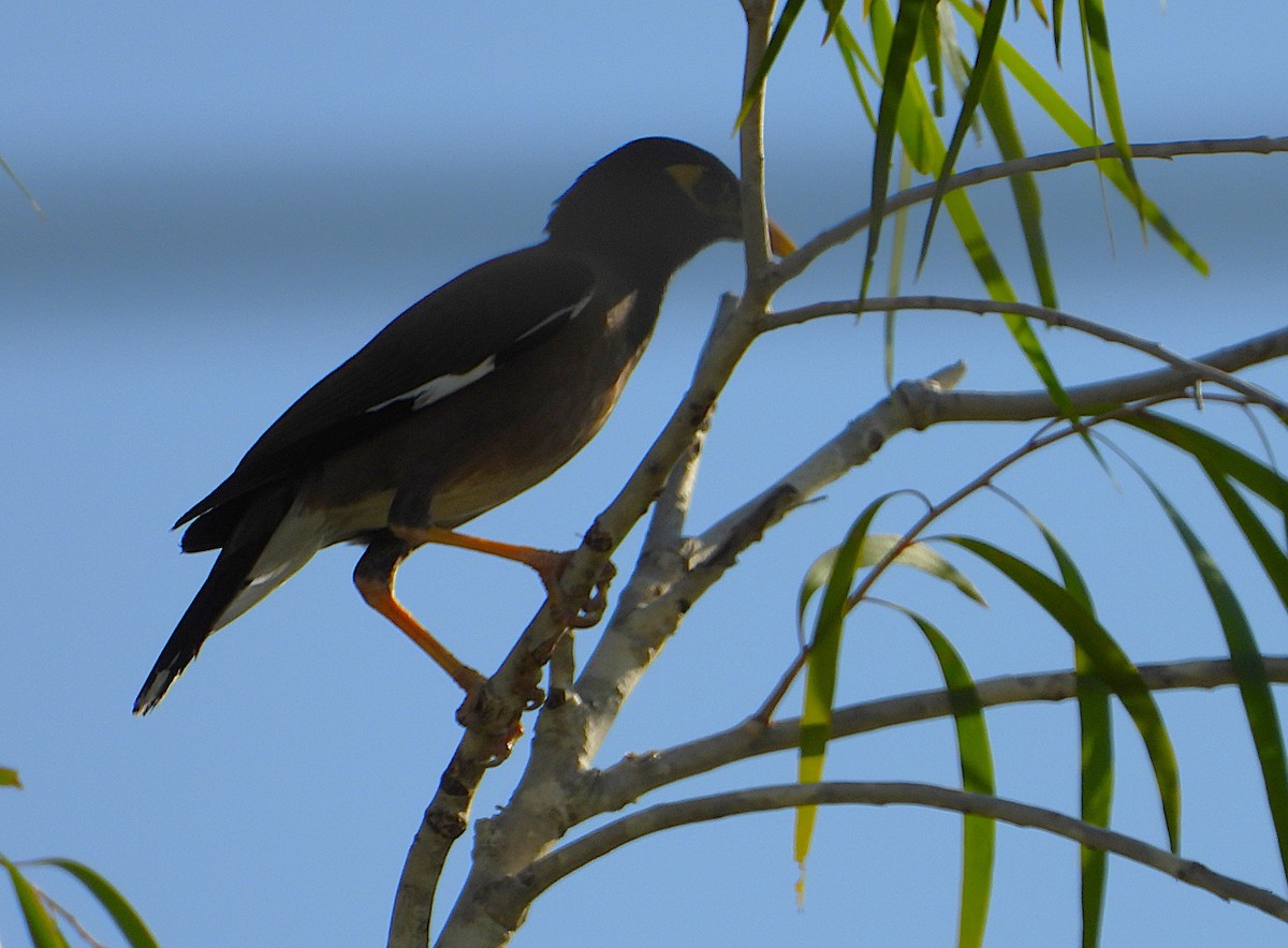 Common Myna - ML645983091