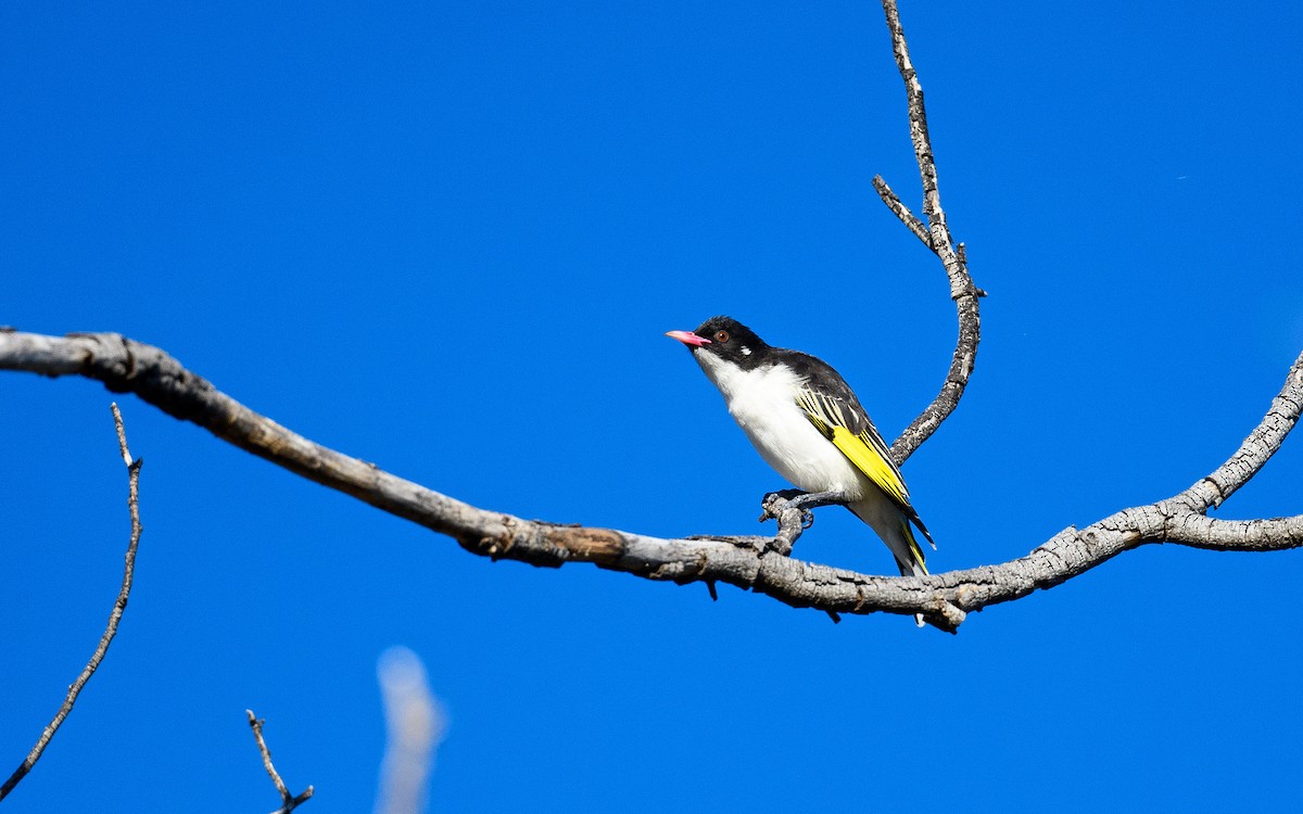 Painted Honeyeater - ML645983092