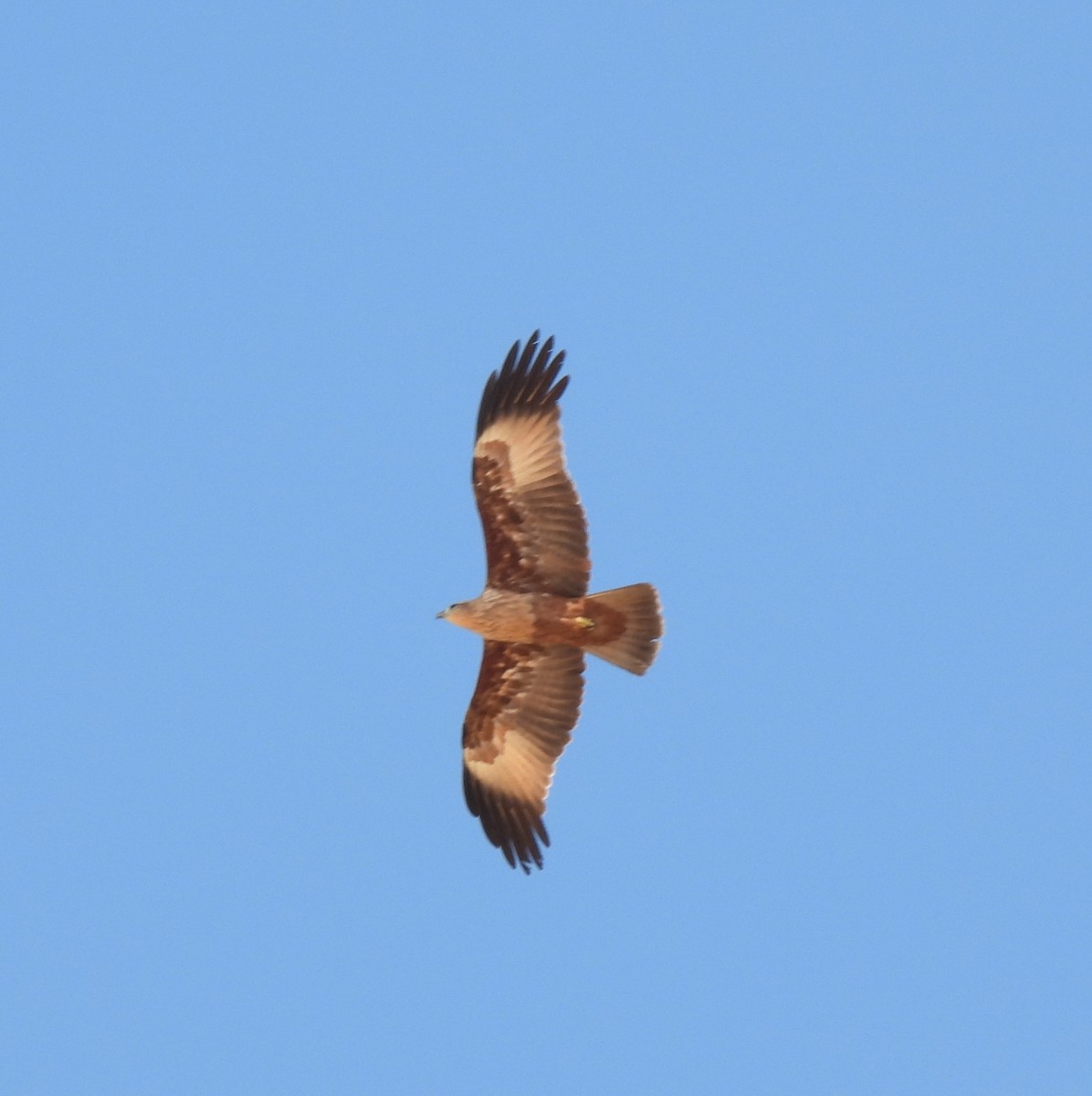 Brahminy Kite - ML645983094