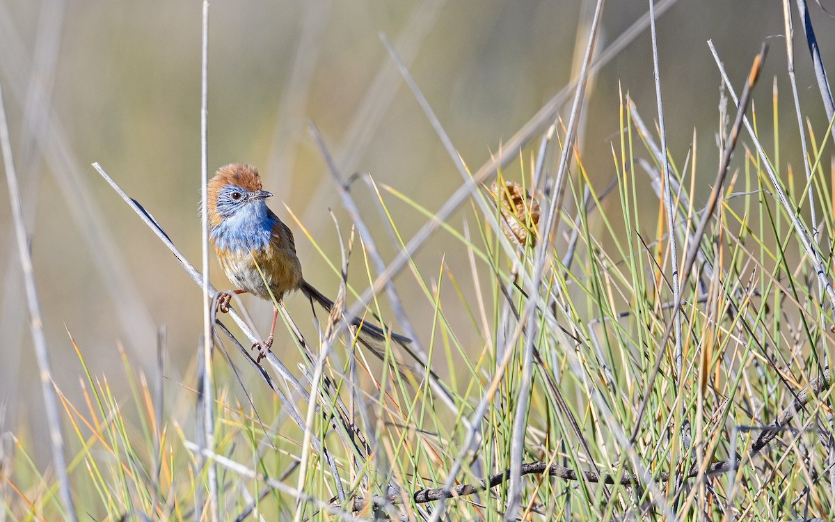 Mallee Emuwren - ML645983095