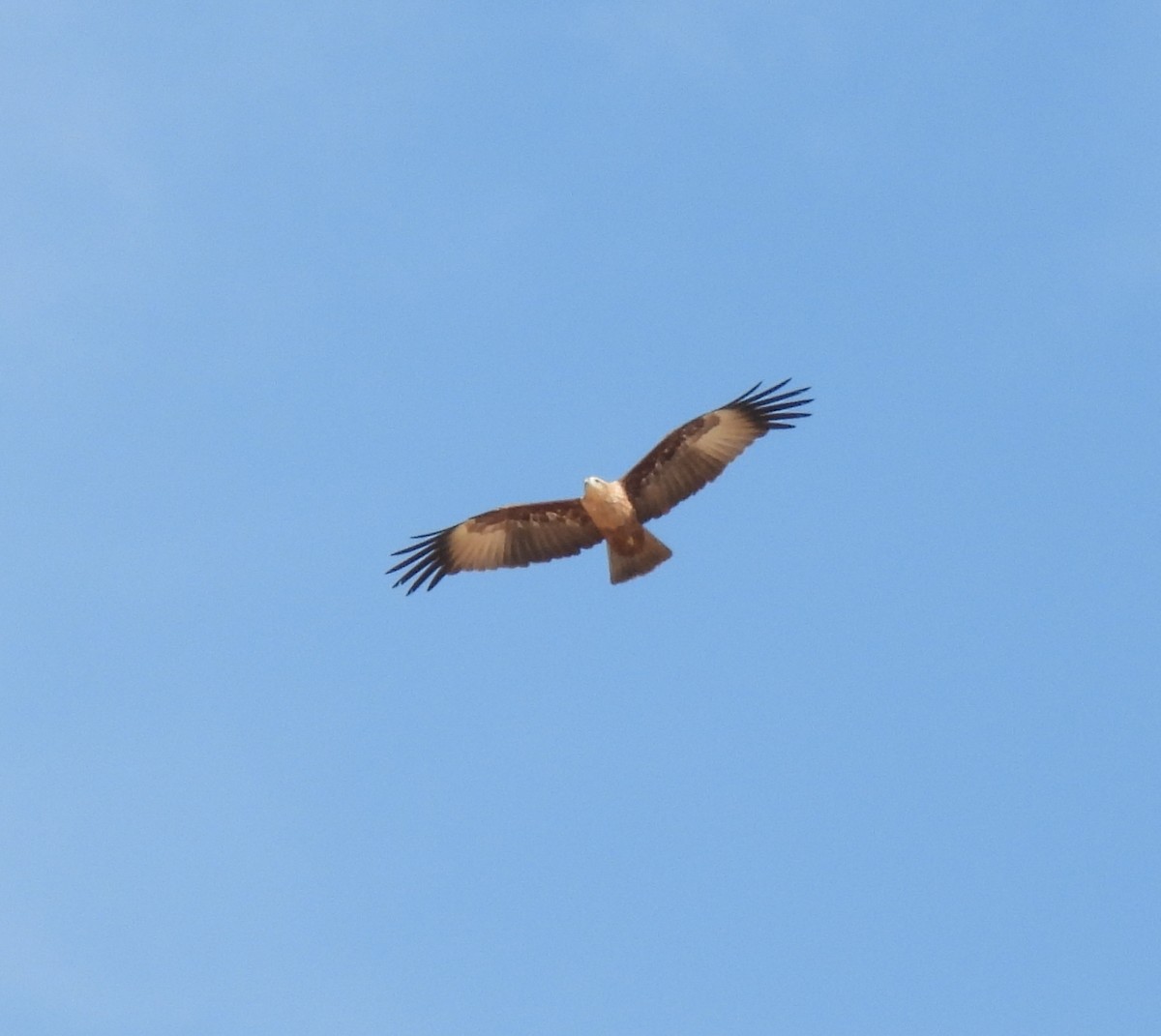 Brahminy Kite - ML645983097