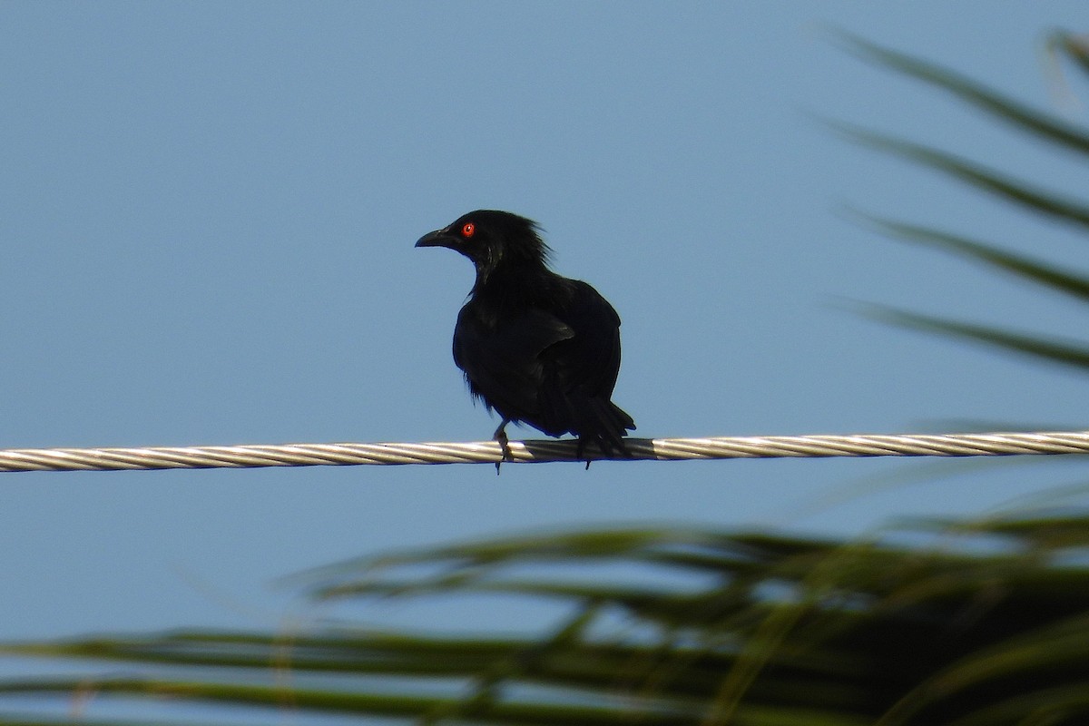 Metallic Starling - ML645983098