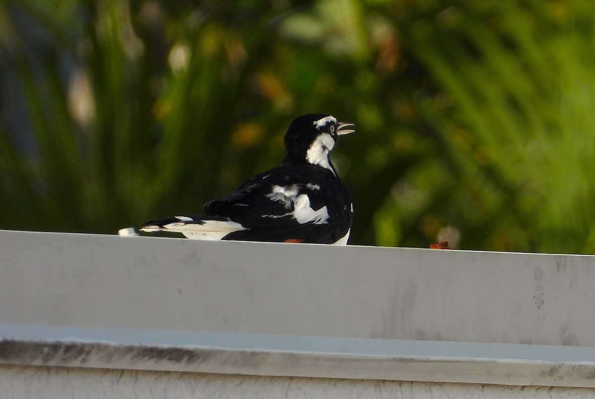 Magpie-lark - ML645983099