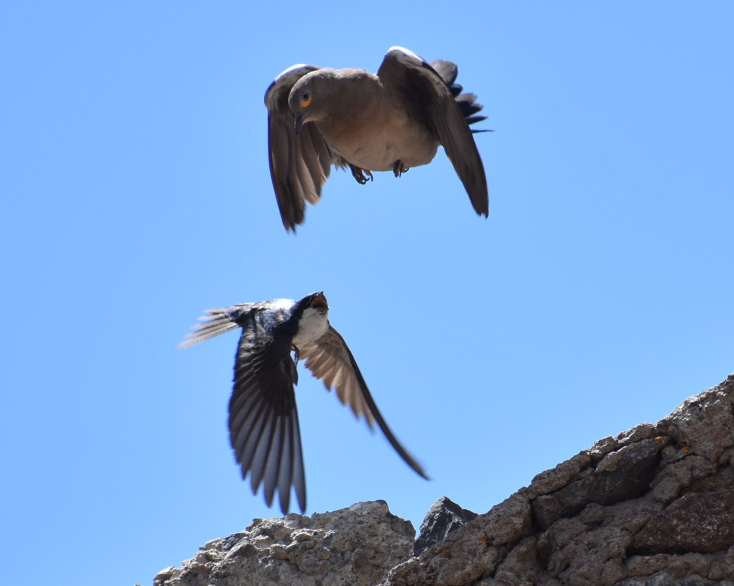Blue-and-white Swallow - ML645983100
