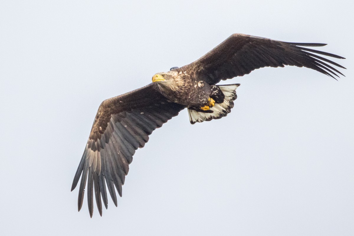 White-tailed Eagle - ML645983101