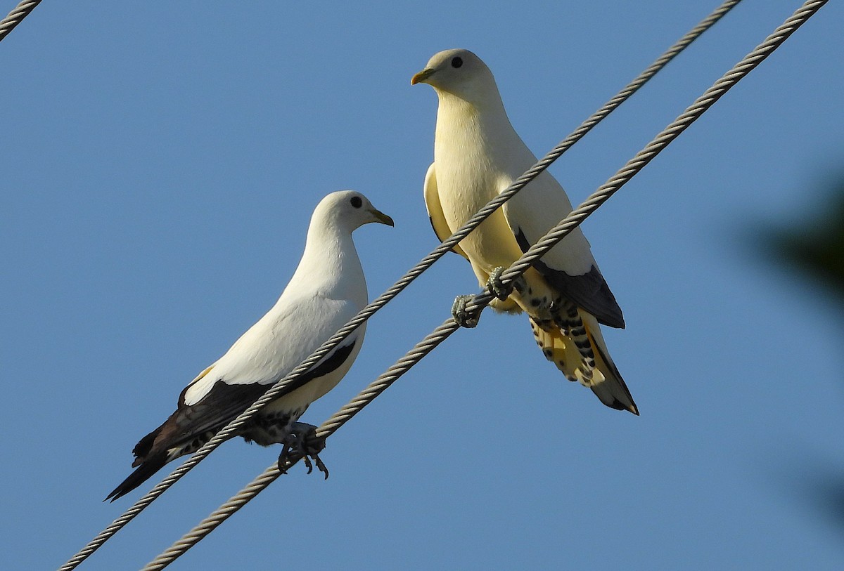 Torresian Imperial-Pigeon - ML645983104