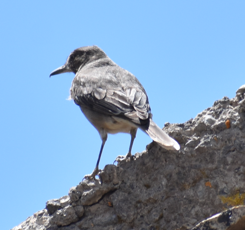 Black-billed Shrike-Tyrant - ML645983106