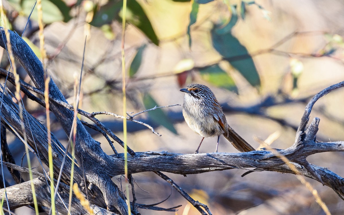 Striated Grasswren - ML645983107