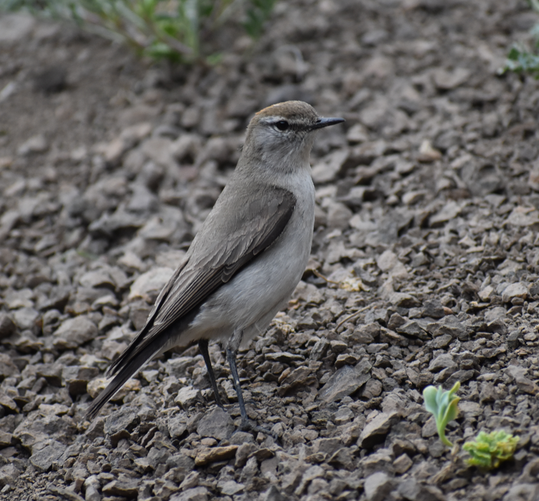White-browed Ground-Tyrant - ML645983108